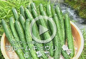 ブルームキュウリ