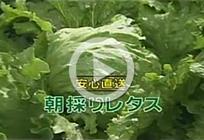 朝採りレタス